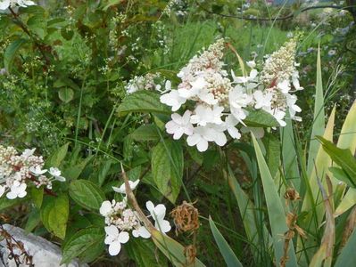 hydrangea paniculata Pinky Winky