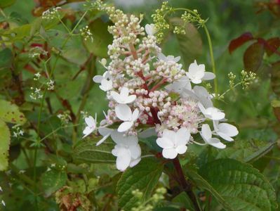 hydrangea paniculata Pinky Winky