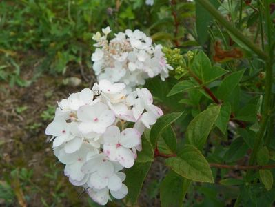 hydrangea paniculata Polar Bear