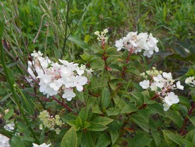 hydrangea paniculata Polar Bear