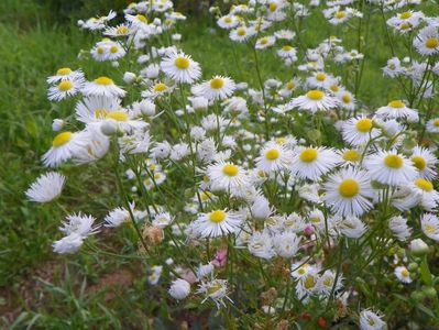 erigeron annuus