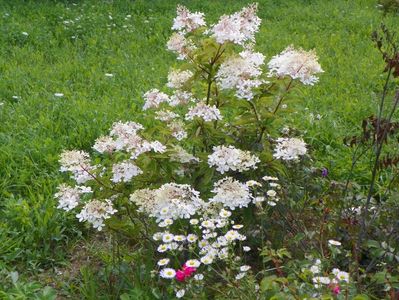 hydrangea paniculata Phantom