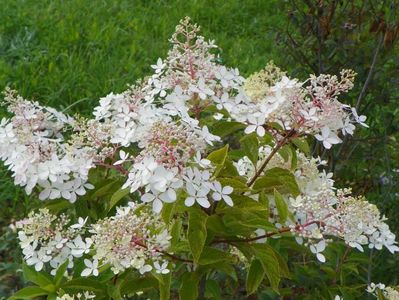 hydrangea paniculata Phantom