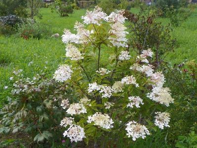 hydrangea paniculata Phantom