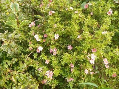 potentilla fruticosa Princess