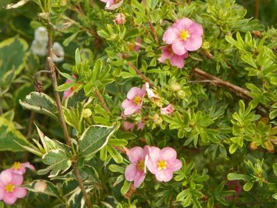 potentilla fruticosa Princess