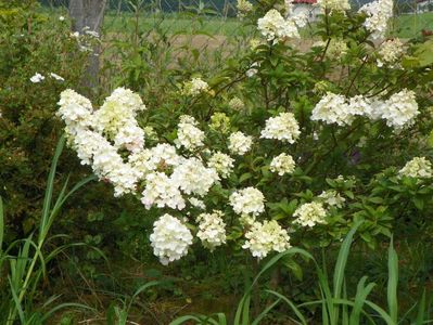 hydrangea paniculata Sundae Fraise