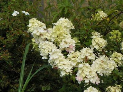 hydrangea paniculata Sundae Fraise