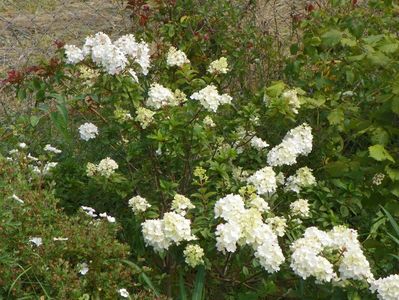 hydrangea paniculata Sundae Fraise