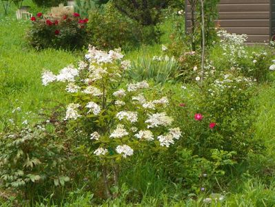 hydrangea paniculata Phantom