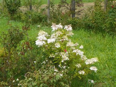 hydrangea paniculata Phantom