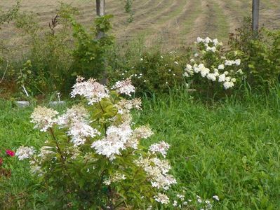 hydrangea pan Phantom si Sundae Fraise