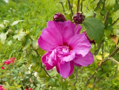 hibiscus syriacus Duc de Brabant