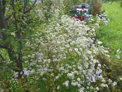 erigeron annuus