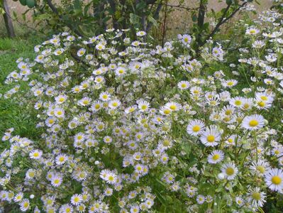 erigeron annuus