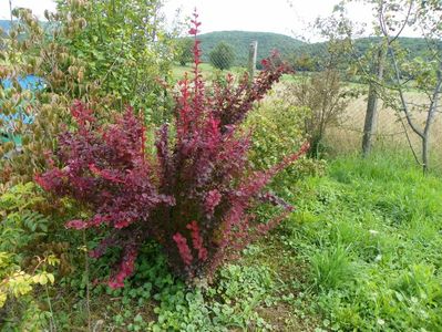 berberis Orange Rocket