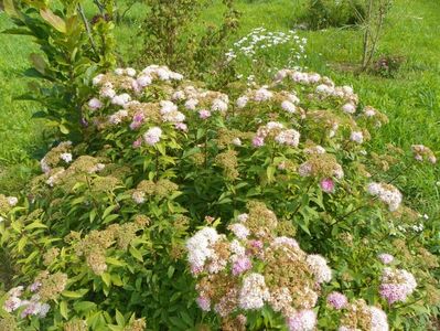 spiraea Genpei