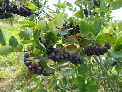 aronia melanocarpa Viking