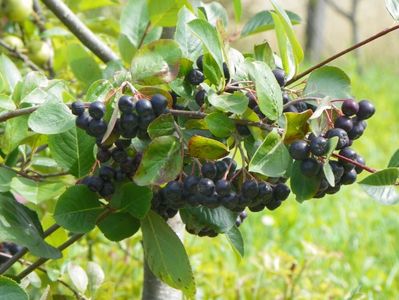 aronia melanocarpa Viking