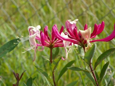 lonicera belgica