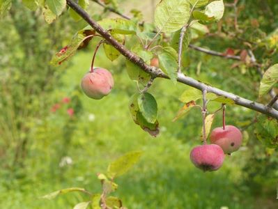 malus Brandywine