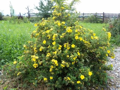 potentilla fruticosa Goldfinger