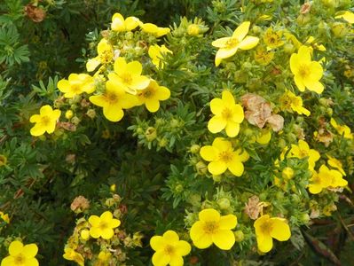 potentilla fruticosa Goldfinger