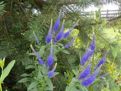 veronica spicata