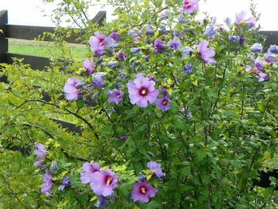 hibiscus syriacus