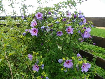 hibiscus syriacus