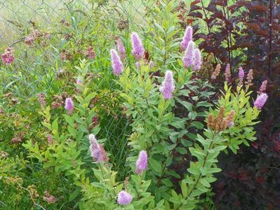 spiraea billardii Triumphans