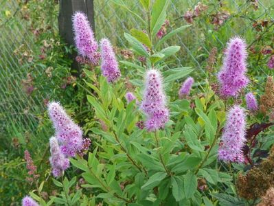 spiraea billardii Triumphans