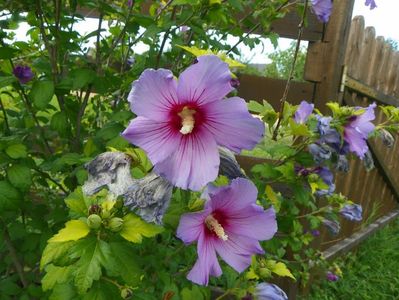 hibiscus syriacus