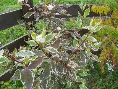 cornus alba Elegantissima