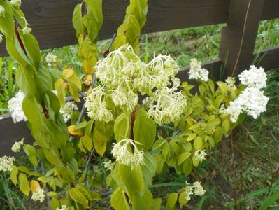 hydrangea paniculata Limelight da sa se usuce