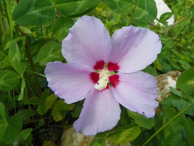 in loc de hibiscus syriacus Maike