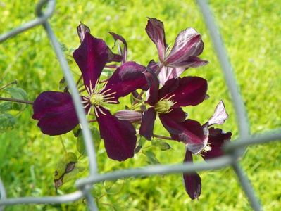 clematis Mikelite