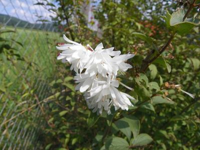 deutzia Codsall Pink