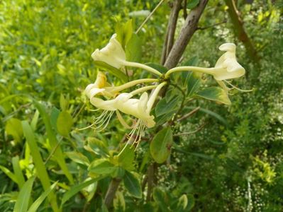 lonicera japonia Aureoreticulata