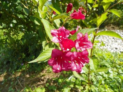 weigela Bristol Ruby