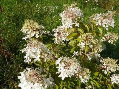 hydrangea paniculata Phantom