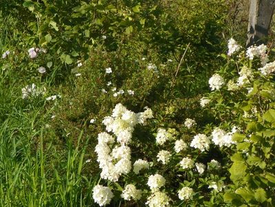 hydrangea paniculata Sundae Fraise