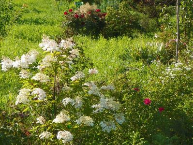 hydrangea paniculata Phantom