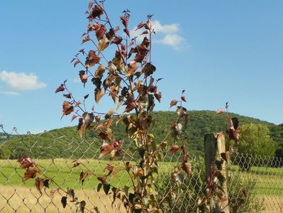 betula pendula Purpurea