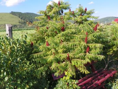 rhus typhina Laciniata