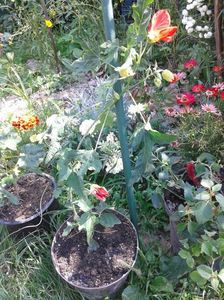 Abutilon portocaliu