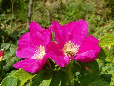 rosa rugosa Rubra