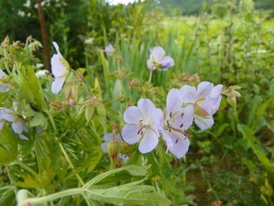 geranium pratense