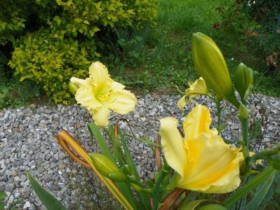 hemerocallis Yazoo Elsie Hintson