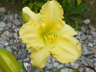 hemerocallis Yazoo Elsie Hintson